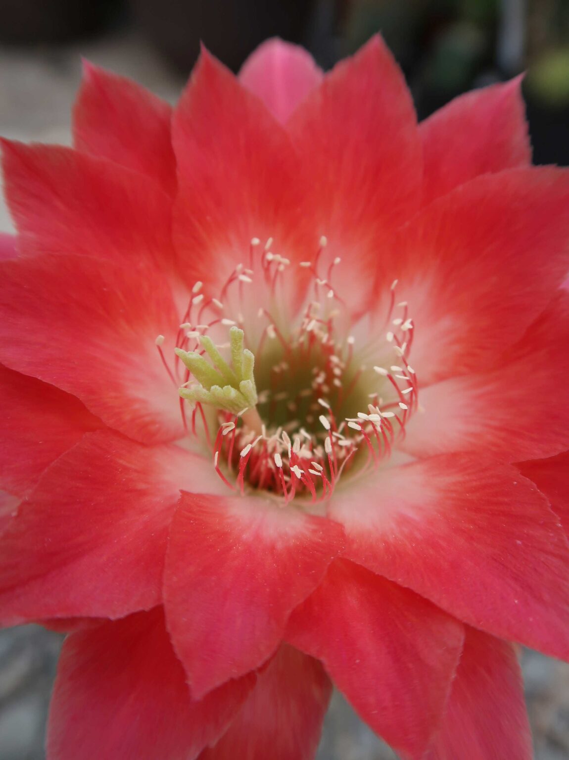 Cactus Seeds Echinopsis grandiflora x J.2014.23.21