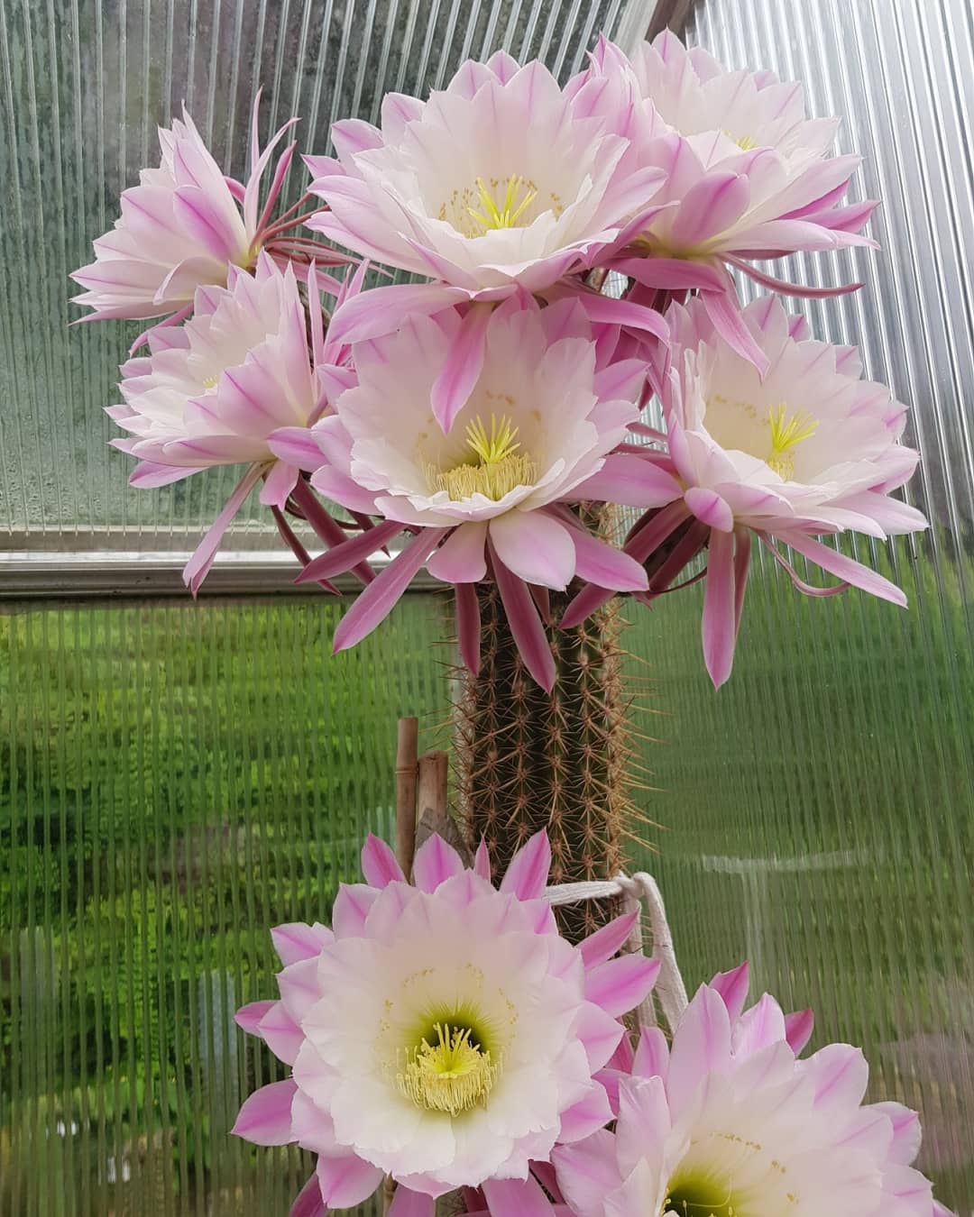 Wall Of Flowers Trichocereus Tunariensis Hybrid Trichocereus 