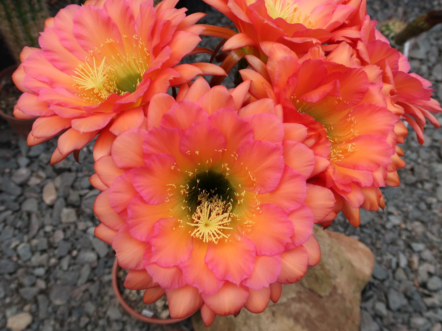 Premium Quality cactus seeds and Books!