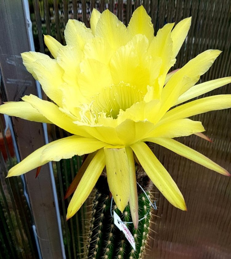Trichocereus shaferi - Echinopsis Shaferi