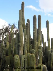 Trichocereus pasacana Echinopsis atacamensis 1 2