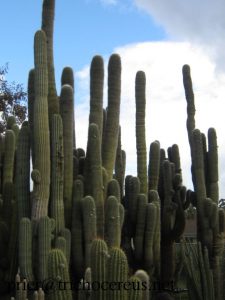 Trichocereus pasacana Echinopsis atacamensis 1 4