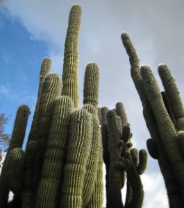 Trichocereus pasacana Echinopsis atacamensis 1 87
