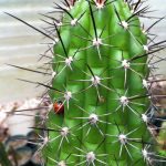 Trichocereus Thelegonus Trichocereus thelegonus / Echinopsis thelegona Friedrich & Rowley
