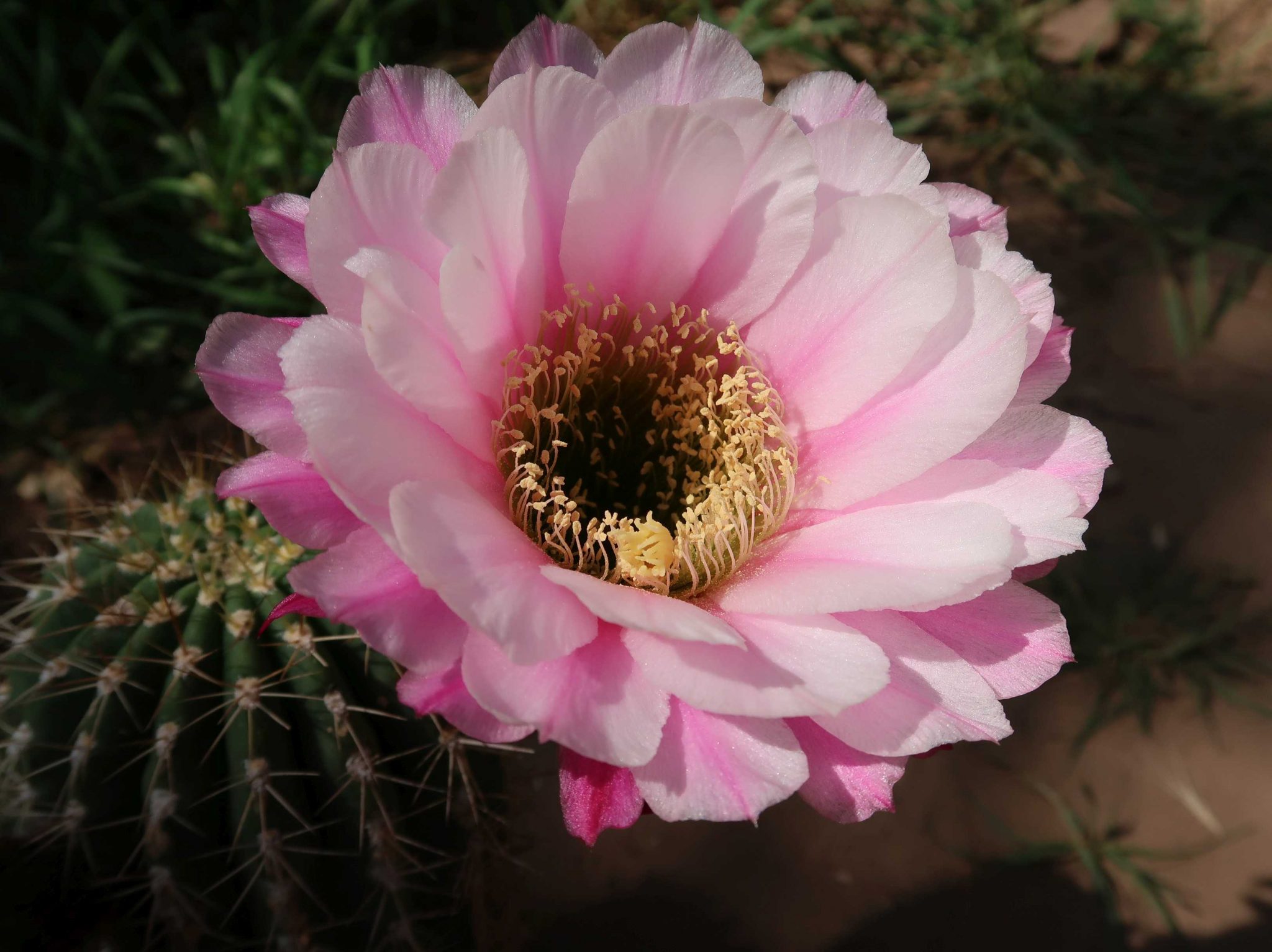 Trichocereus.net - Cactus Seeds Echinopsis smrziana x Flying Saucer