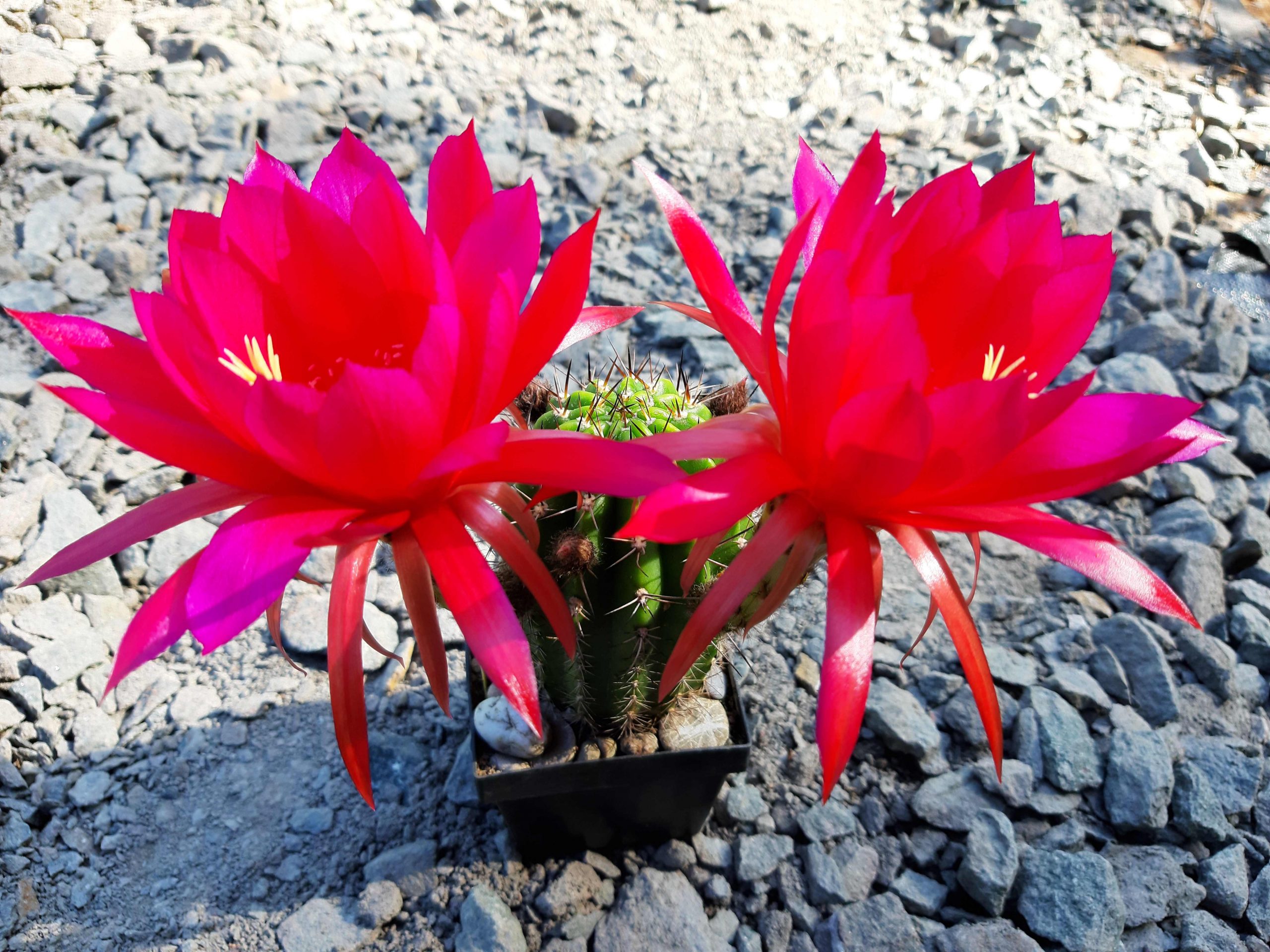 Trichocereus Lobivia Multihybrid Wörlitz