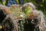 Trichocereus shaferi - Echinopsis Shaferi